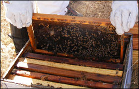bees in a hive