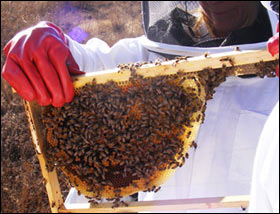 bee remover wearing protective gear